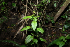 Deeringia amaranthoides