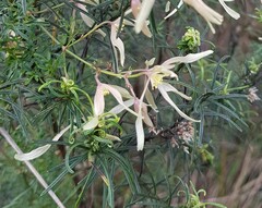 Clematis leptophylla