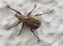 Brachypera zoilus