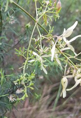Clematis leptophylla