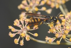 Cerceris rybyensis