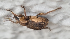 Brachypera zoilus