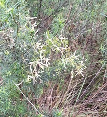 Clematis leptophylla