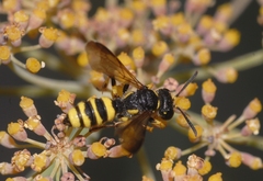 Cerceris rybyensis