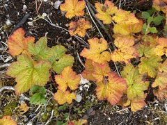 Rubus chamaemorus
