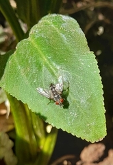Diptera
