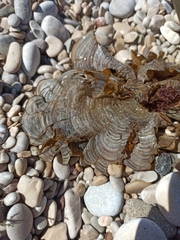 Padina pavonica