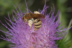 Halictus scabiosae