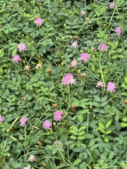 Mimosa nuttallii