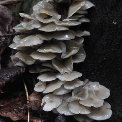 Pleurocybella porrigens