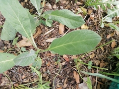 Lactuca virosa