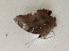 Doleschallia bisaltide