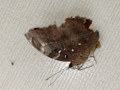 Doleschallia bisaltide