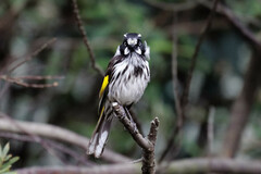 Phylidonyris novaehollandiae