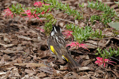 Phylidonyris novaehollandiae