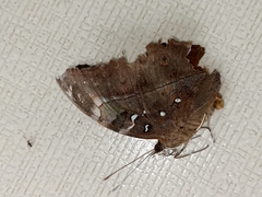 Doleschallia bisaltide