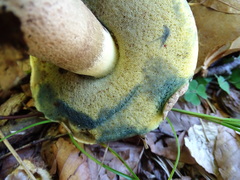 Caloboletus radicans