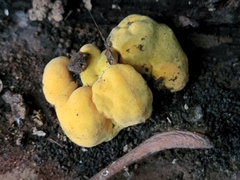 Thuemenella