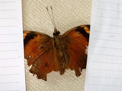 Doleschallia bisaltide