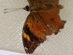 Doleschallia bisaltide