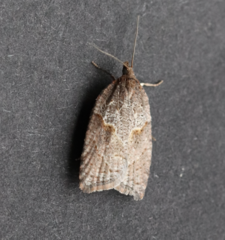 Acleris maccana