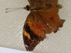 Doleschallia bisaltide