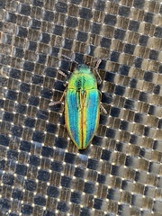 Buprestis aurulenta