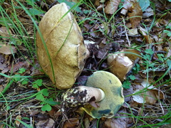 Caloboletus radicans
