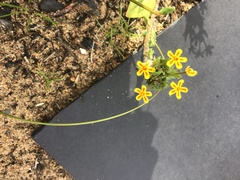 Zaluzianskya divaricata