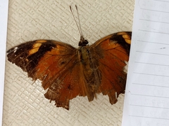 Doleschallia bisaltide