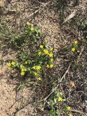 Zaluzianskya divaricata