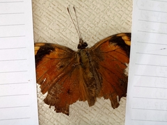 Doleschallia bisaltide