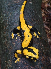 Salamandra salamandra