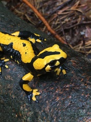 Salamandra salamandra
