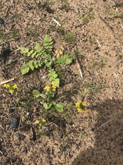 Zaluzianskya divaricata