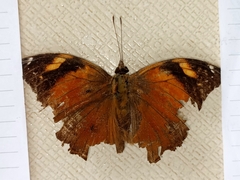 Doleschallia bisaltide