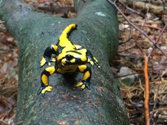 Salamandra salamandra