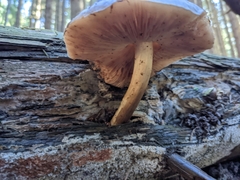 Pluteus cervinus