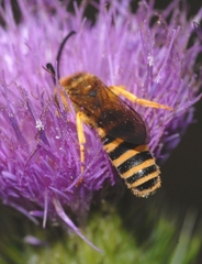 Halictus scabiosae