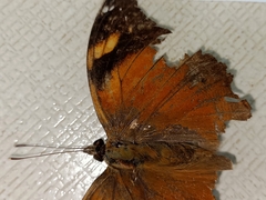 Doleschallia bisaltide