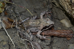 Rana macrocnemis