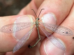Brachynemurus
