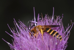 Halictus scabiosae