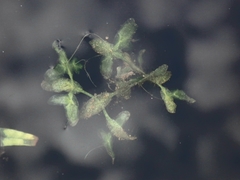 Lemna trisulca