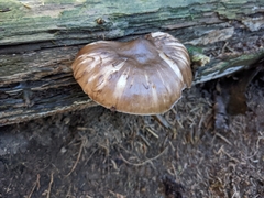 Pluteus cervinus