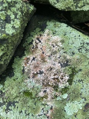 Phaeophyscia rubropulchra