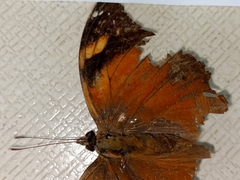 Doleschallia bisaltide