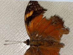 Doleschallia bisaltide