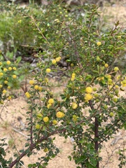 Acacia pulchella