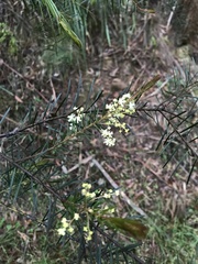 Acacia linifolia